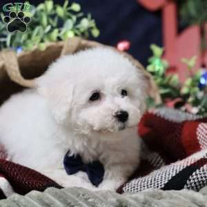 Peppermint (tiny), Bichon Frise Puppy